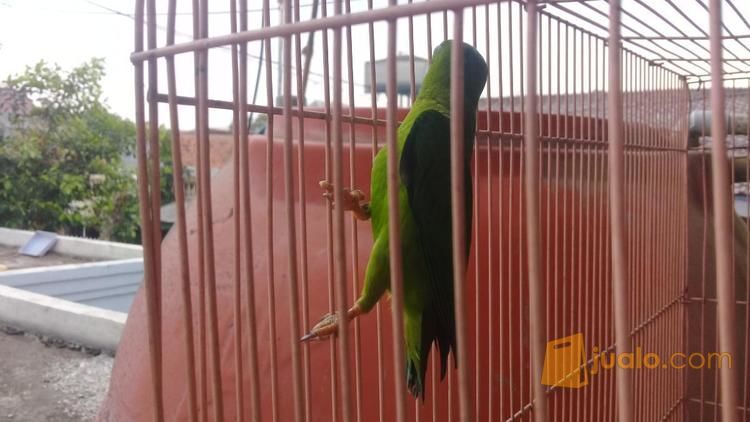 Burung Serindit Depok Jualo