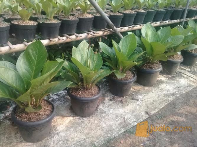 Tanaman Hias Bunga Anthurium Berbagai Jenis Kab Bogor Jualo