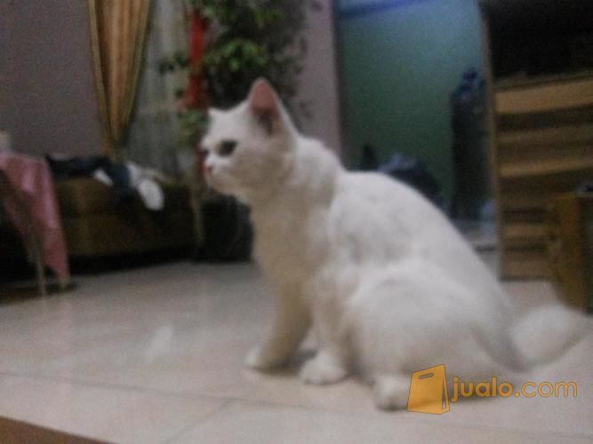 Kucing Persia Angora Makassar Jualo