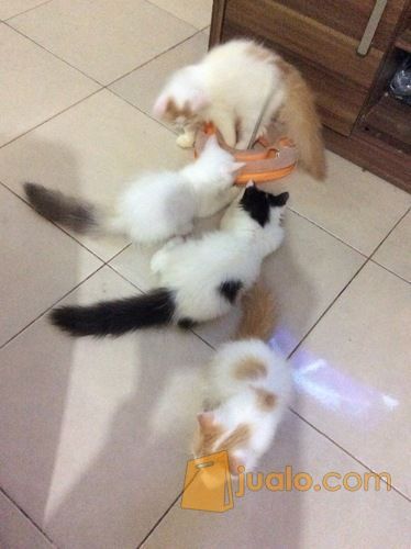 Jual Perlengkapan Kucing Makassar Hobi