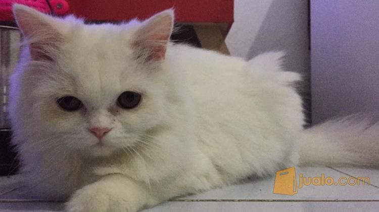 Kucing Persia Putih Cimahi Jualo