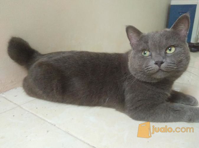 British Shorthair Cat Harga - 81021+ Nama Untuk Kucing Comel, Lucu dan Unik