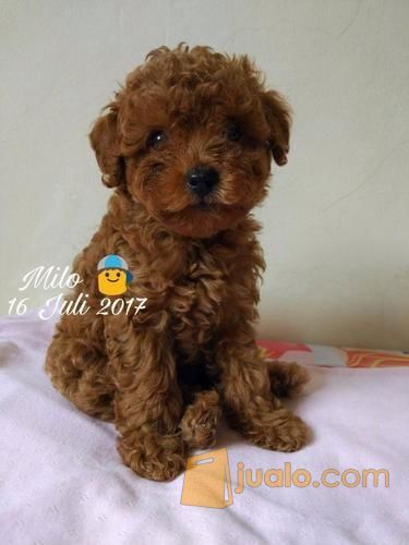 red toy poodle harga