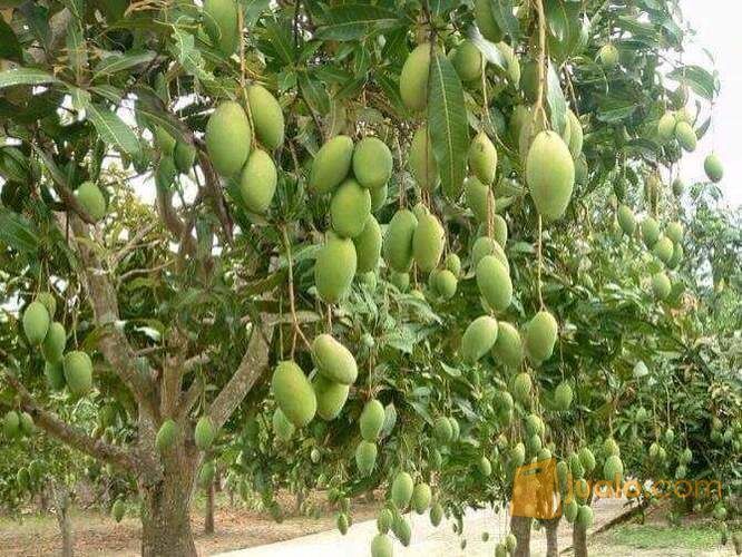 Bibit Mangga Harum Manis, Lokmai, Tongdam, Chokanan Murah