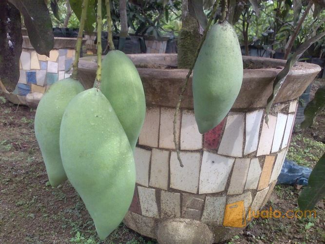 Bibit Mangga Harum Manis, Lokmai, Tongdam, Chokanan Murah