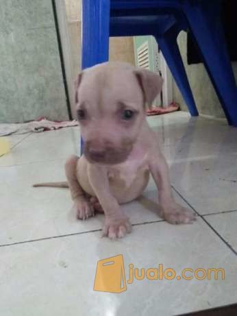Anjing Pitbull Anakan Umur 2bulan Jakarta Barat Jualo