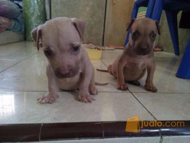 Anjing Pitbull Anakan Umur 2bulan Jakarta Barat Jualo