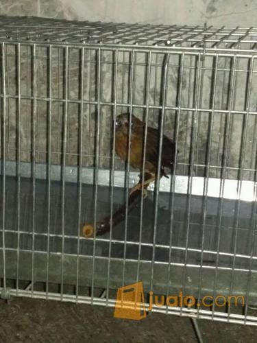 Anakan Wambi Super Semarang Jualo