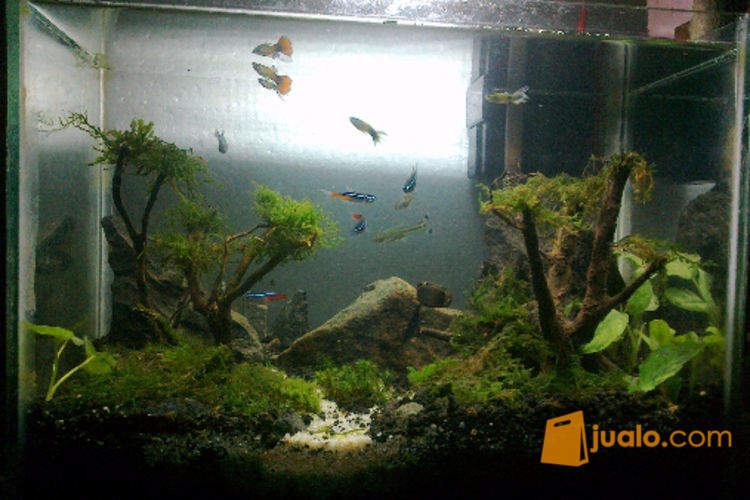 Akuarium Aquascape Murah No Filter Semarang Jualo