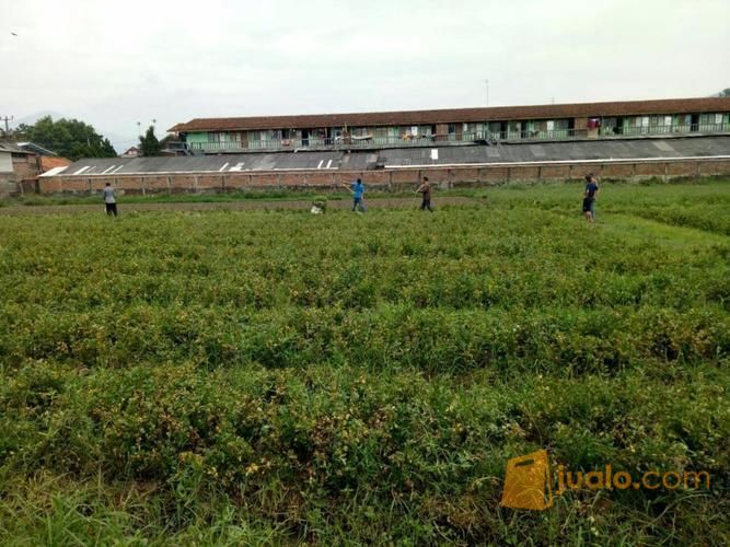 Tanah Murah Rancaekek  Bandung Dekat Jalan Raya Kab  Tanah Murah Rancaekek  Bandung Dekat Jalan Raya Kab