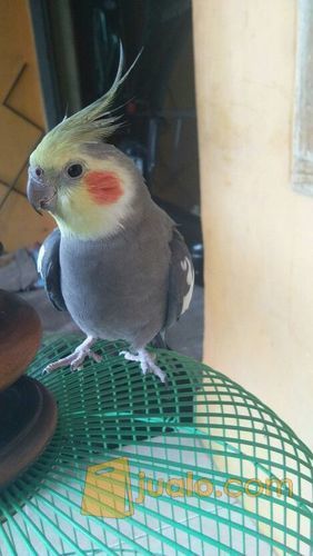 jual cockatiel