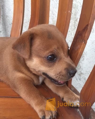 Anjing Campuran Kab Karawang Jualo