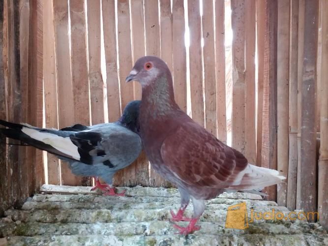 Burung Dara Kolongan Super Bandar Lampung Jualo