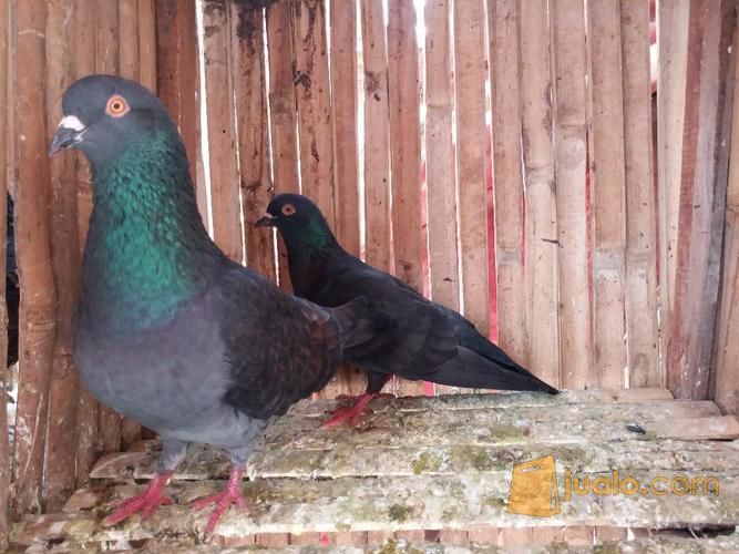 Burung Dara Kolongan Super Bandar Lampung Jualo