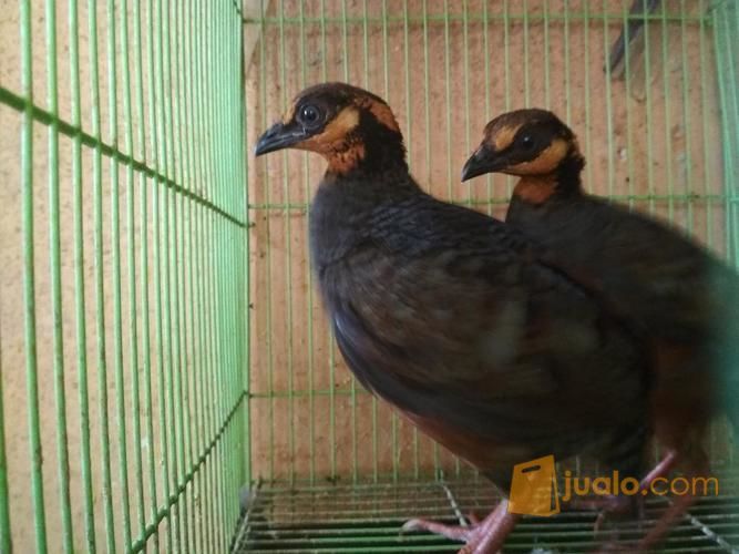 Burung Puyuh Hutan Indah Cantik Berseri Cocok Untuk Koleksi Unik