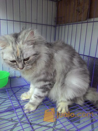 Kucing Persia Medium Kab Sleman Jualo