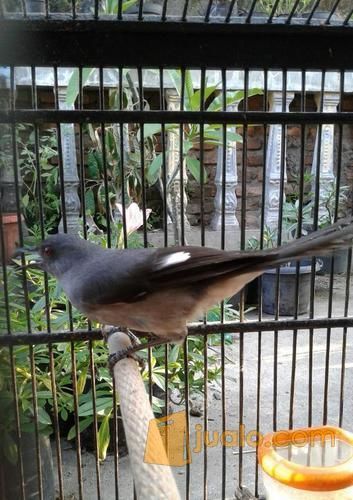 Murai Air Mancur Bekasi Jualo