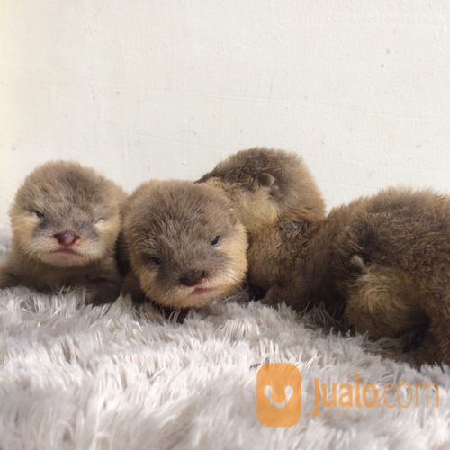 Berang Berang Murah Otter Jakarta Selatan Jualo