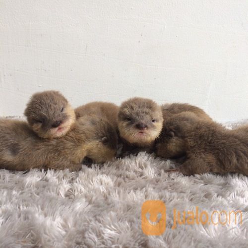 Berang Berang Murah Otter Jakarta Selatan Jualo
