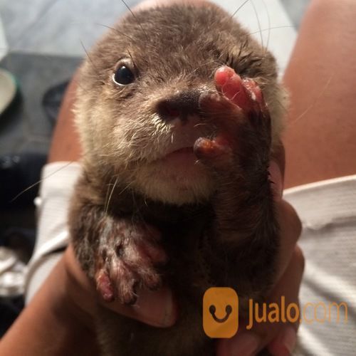 Berang Berang Murah Otter Murah Jakarta Jakarta Selatan Jualo