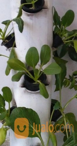 Netpot Hidroponik Sumbu Flanel Sistem Wick Dft Paralon Di Lapak Hidroponik Casa Farm Bukalapak