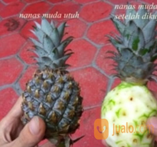  NANAS  MUDA MERAH  ASLI NANAS  HUTAN MANJUR Bandung Jualo