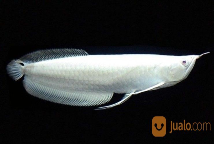  Ikan Arwana Platinum  Mataram Jualo