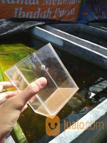 103+ Aquarium Mika Cupang HD Terbaru