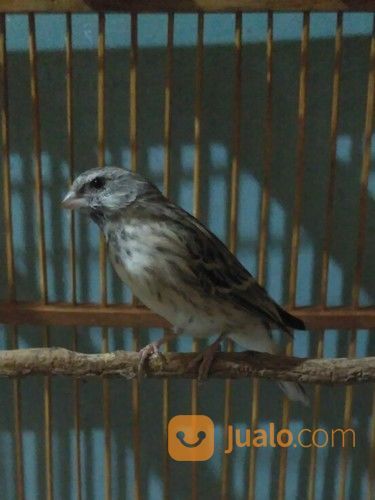 Blackthroat Botswana Bandung Jualo