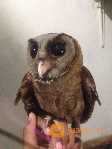 Burung Hantu Celepuk Sulawesi Jakarta Utara Jualo