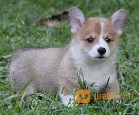 16++ Harga anak anjing corgi ideas in 2021 