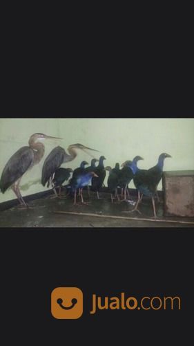 49++ Pakan burung ayam ayaman sawah terupdate