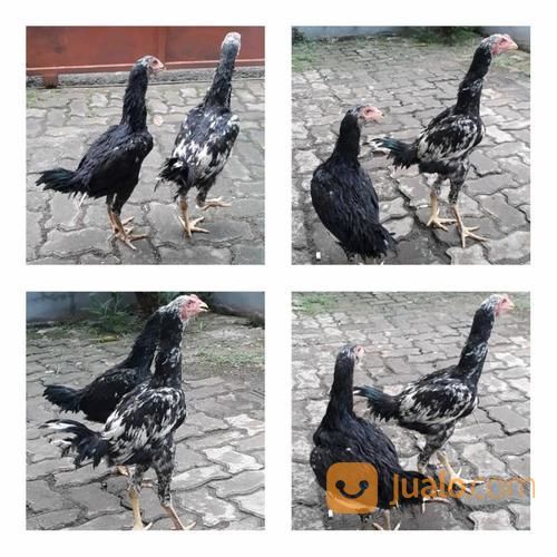 Ready Stok Wa 62 811 1701 007 Distributor Kuning Telur Fitnes Jakarta Selatan Telur Kacang Kue