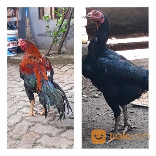 Ayam Bangkok Aduan Jakarta Selatan Jualo