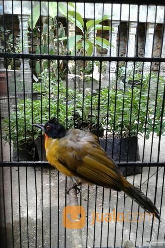 Burung Kutilang Emas Bekasi Jualo