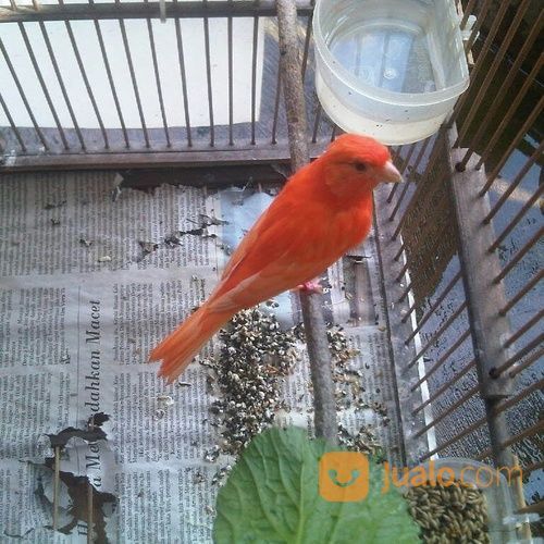 10++ Harga burung kenari merah terbaru