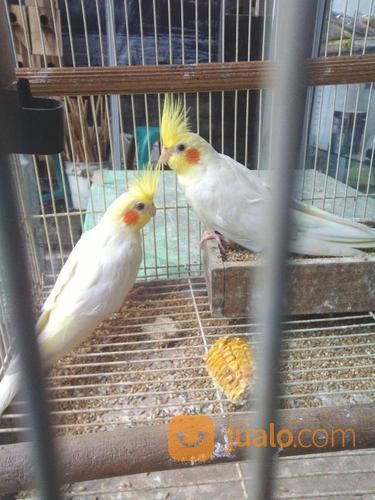 jual cockatiel