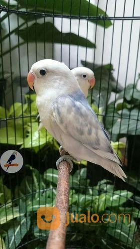 Pied Bs Vio Sable Daput Kab Sidoarjo Jualo