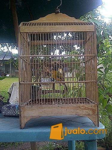 Kutilang Emas Mata Merah Tangerang Jualo