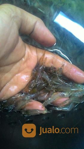 Udang Air Tawar Udang Rawa Pakan Arwana Louhan