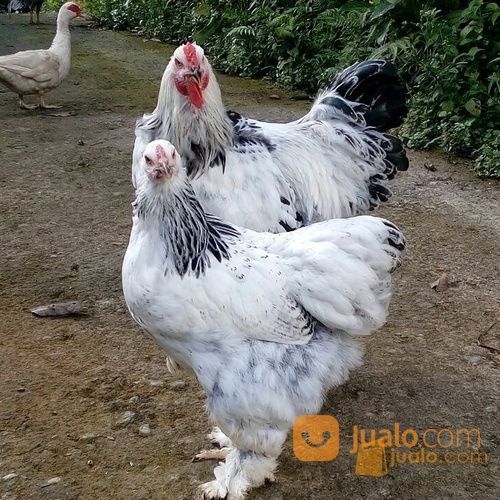 Ayam Brahma Super Kab Bandung Jualo