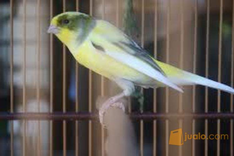 Kenari Yorkshire Asli Import Ring Foi Itali Semarang Jualo