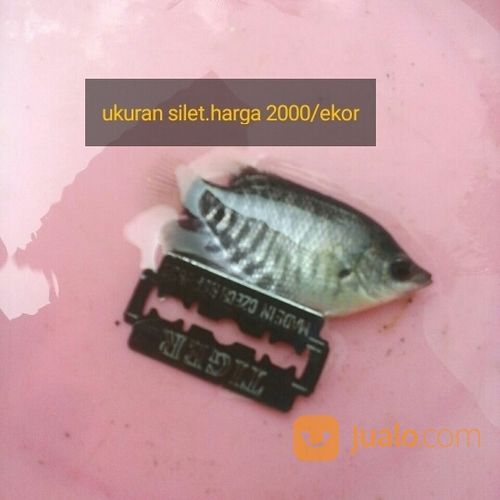Bibit Gurame Bekasi Bekasi Jualo