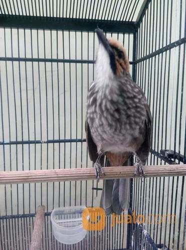 Cucak Rowo Sumatra Ropel Jakarta Barat Jualo