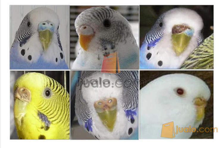 42+ Burung parkit warna putih terupdate