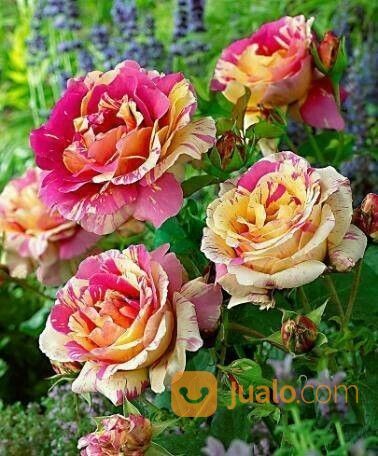 Bibit Bunga Mawar Batik Candy Yogyakarta Jualo Bibit Bunga Mawar Batik Candy Yogyakarta Jualo