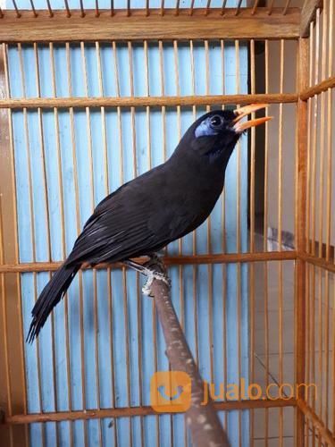 Burung Poksai Rambo Or Batmen Jakarta Timur Jualo