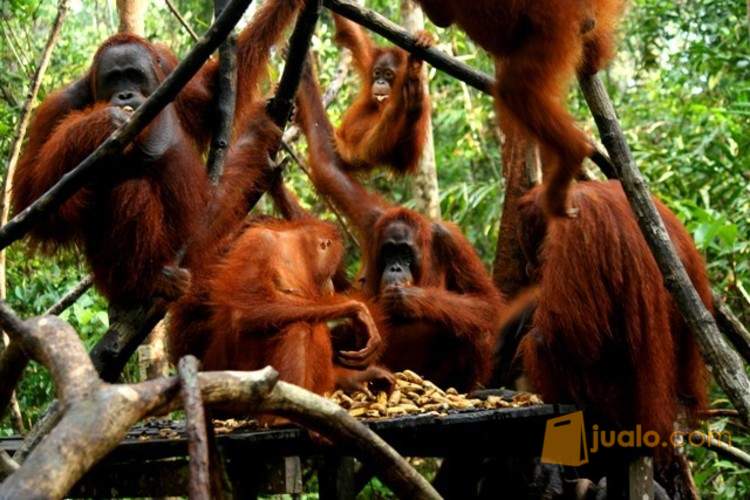 Paket Orang Utan Tour Tanjung Puting