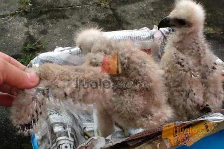 Anak Burung Elang Batam Jualo