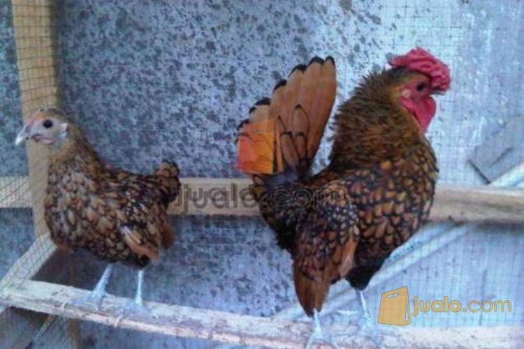  Jual Ayam Hias  Jakarta Jualo